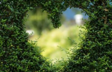 2019 Tips – Gardens and Forests